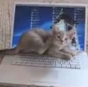 cat with mac