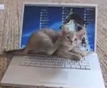 cat with mac