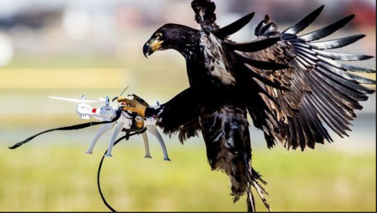 A hawk taking down a drone mid-flight