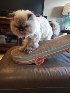 Skateboard cat