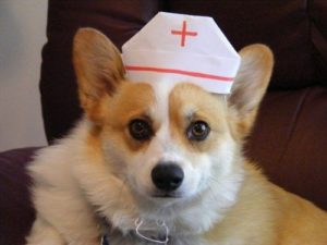 Healing Corgi